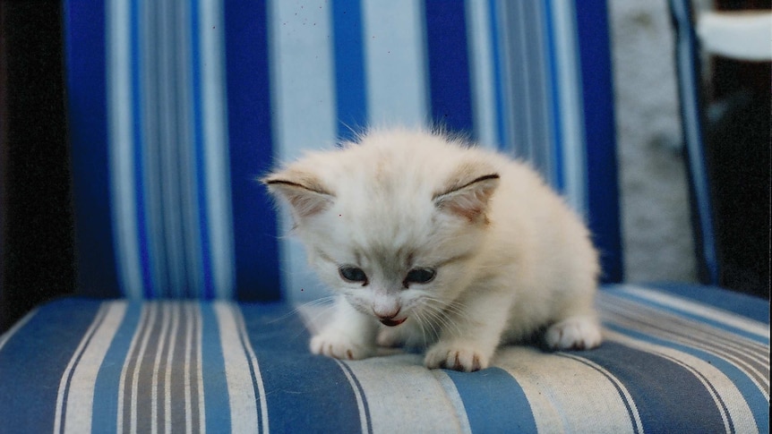 A white cat similar to the 11-week-old kitten which was euthanased by the RSPCA