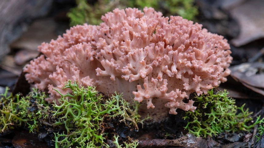 A pink, coral-like fungus growing in soil among vegetation and fallen leaves.