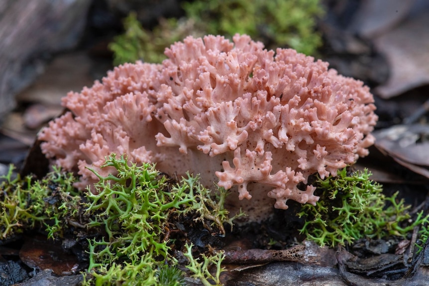 A pink, coral-like fungus growing in soil among vegetation and fallen leaves.