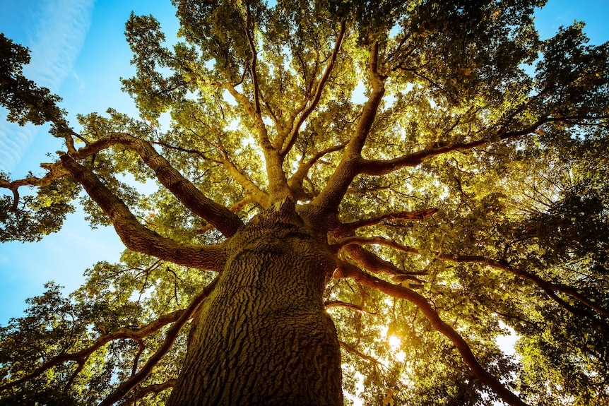 Looking up a tree's trunk to its branches