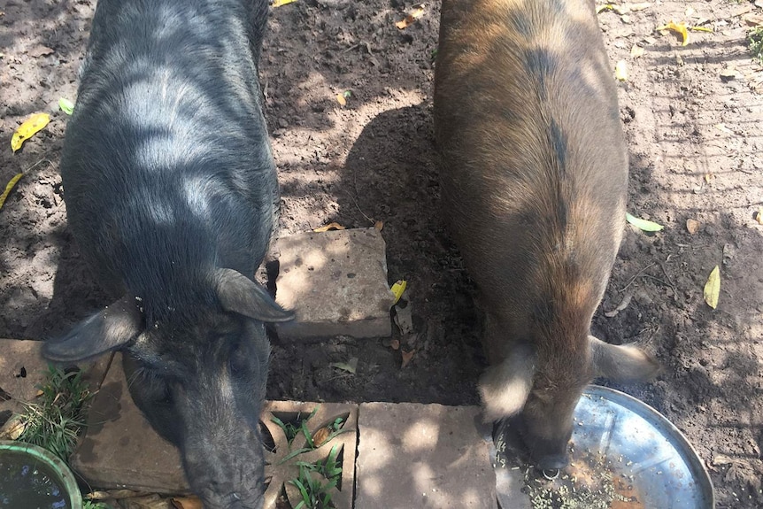 Two fat bush pigs eating food.