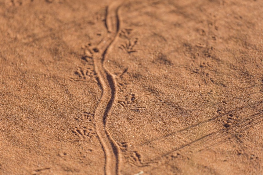 Close up of animal tracks in the desert