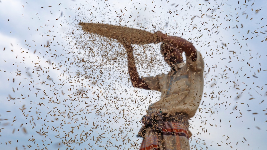 A man throws rice paddy bits in the air from a basket.
