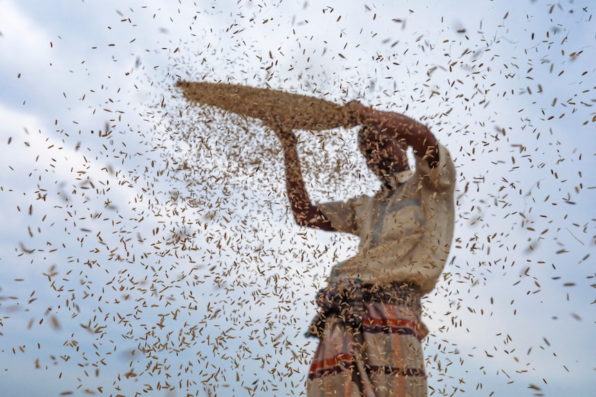 a man throws rice paddy bits in the air from a basket.