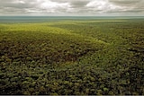 Cape York forest