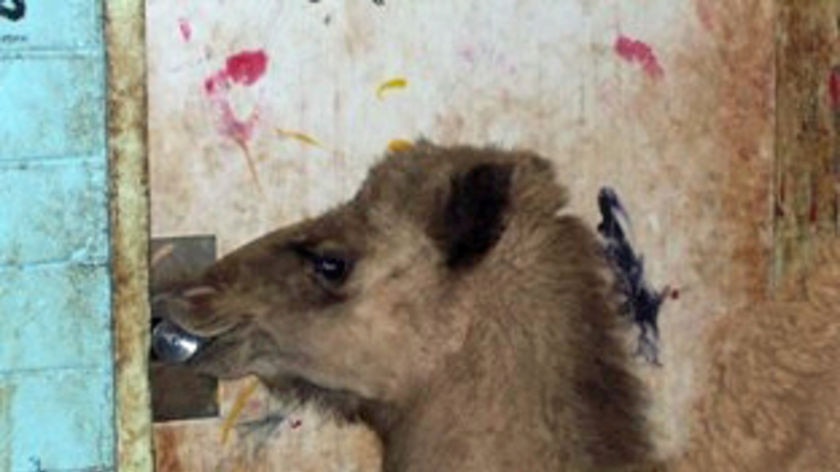 A pet camel at Docker River tries to open a door with its mouth