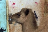 A pet camel at Docker River tries to open a door with its mouth