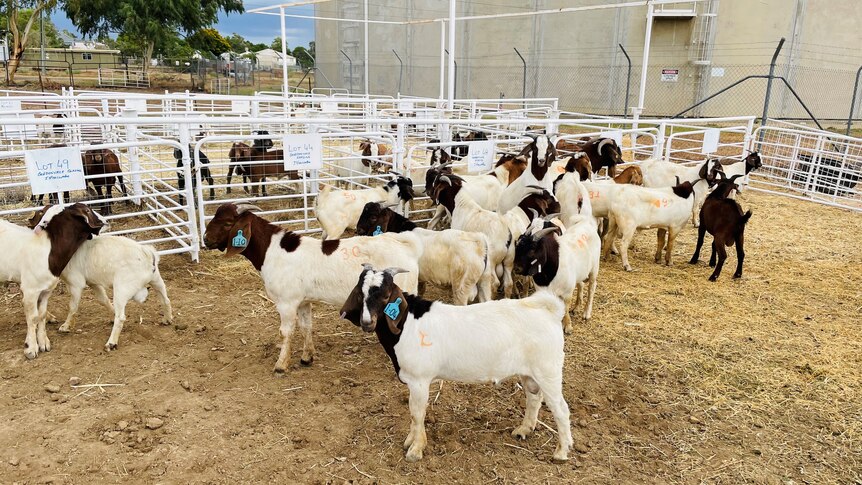 A pen of goats at a goat sale in Longreach
