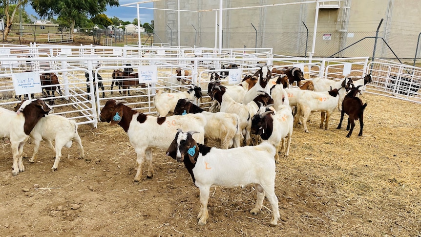 A pen of goats at a goat sale in Longreach
