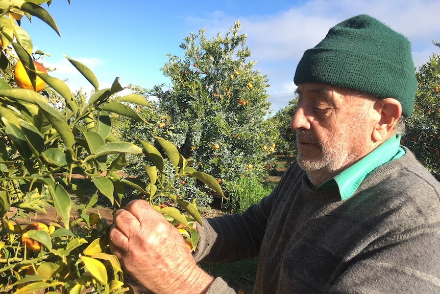 Riverland grower Mike Arnold picking a yuzu from his crop