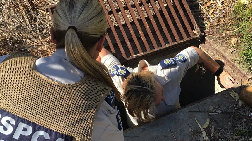 RSPCA try to enter drain where dog is stuck in Yanchep 21 January 2016