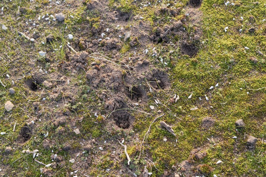 A birds-eye-view image of several holes dug by bettongs