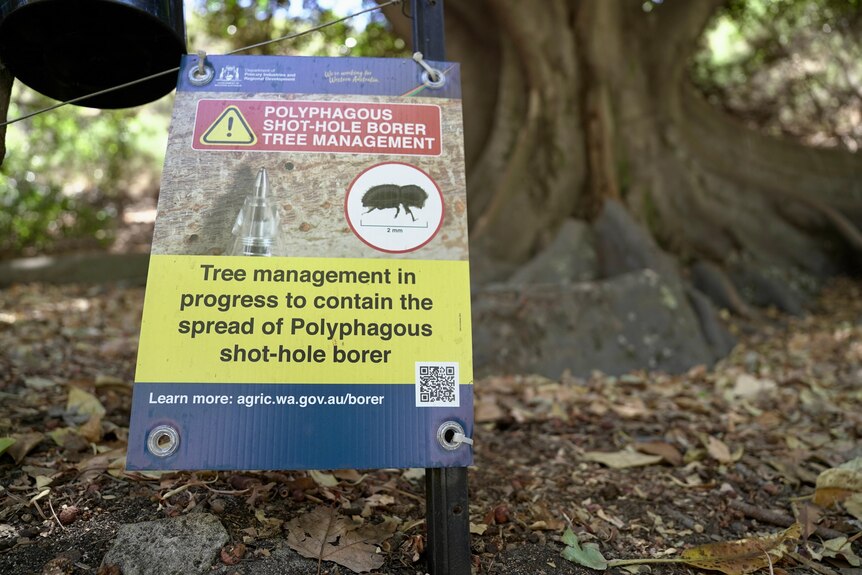 A sign in front of a tree warning of a bug. 