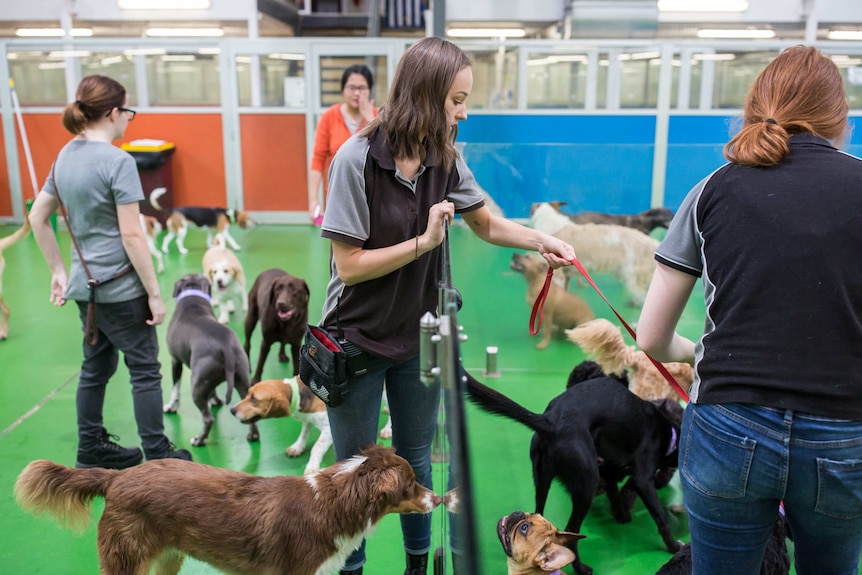 More than a dozen dogs roam a green floor as four women watch on.