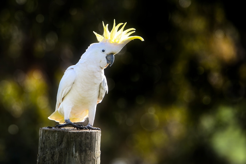 A white cockatoo with a yellow extended comb on its head, sits on a log