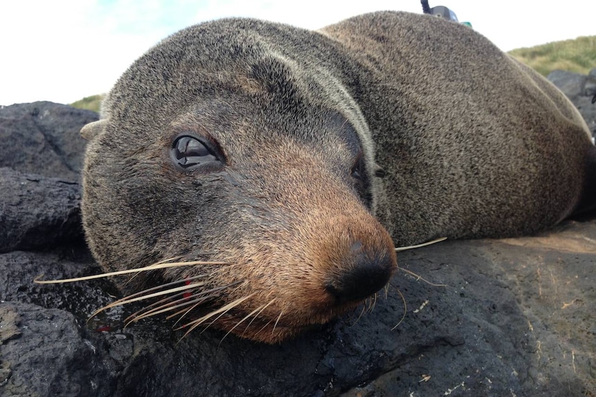 A close up of a fur seal with a tag