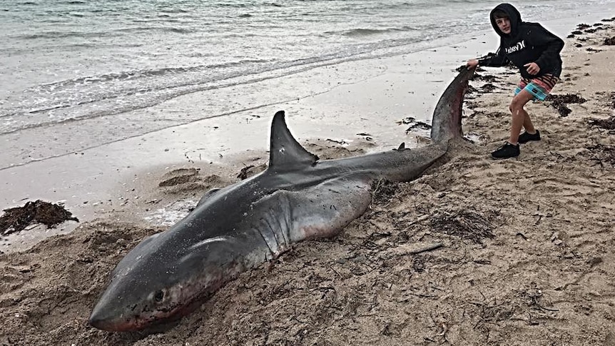 A great white shark is dead on its belly on a west coast beach