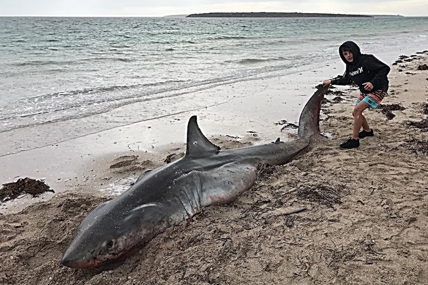 A great white shark is dead on its belly on a west coast beach