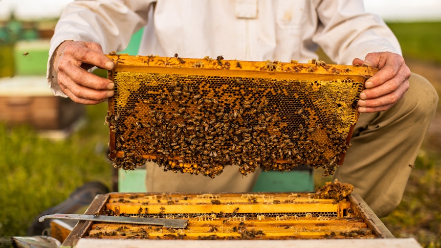 beekeeper holding hive