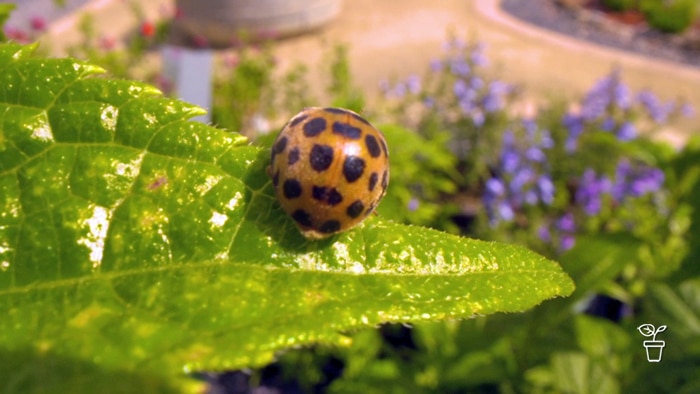Lady beetle sitting on a leaf in a garden