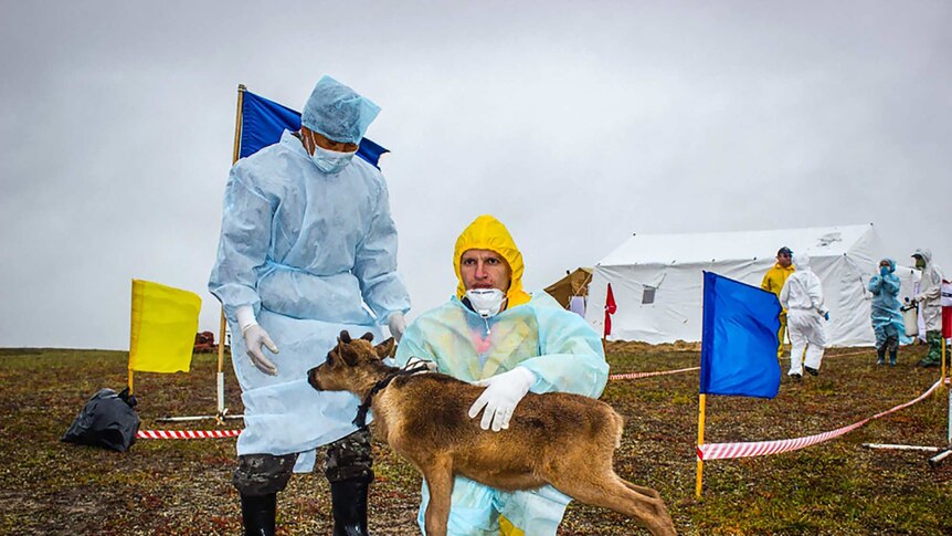 Reindeer anthrax check up