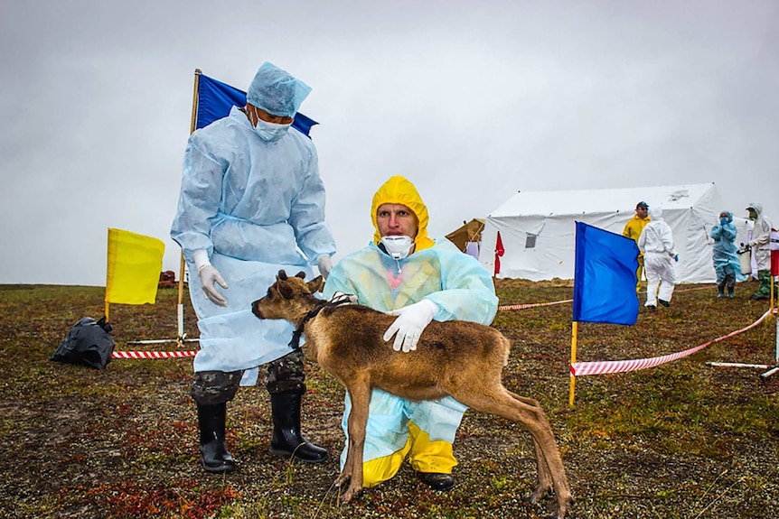 Reindeer anthrax check up