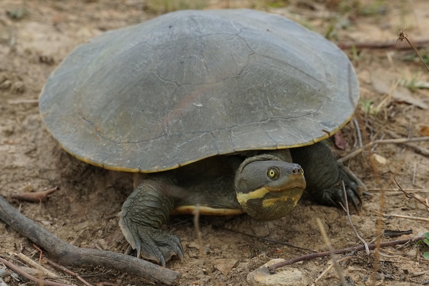 Turtle with short neck on dirt
