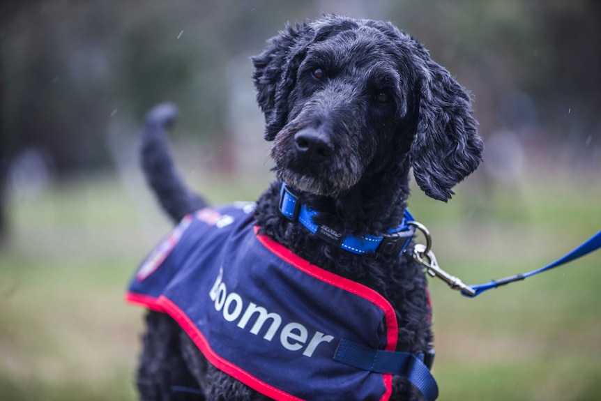 Black assistance dog, Boomer, looks quizzically at the camera.