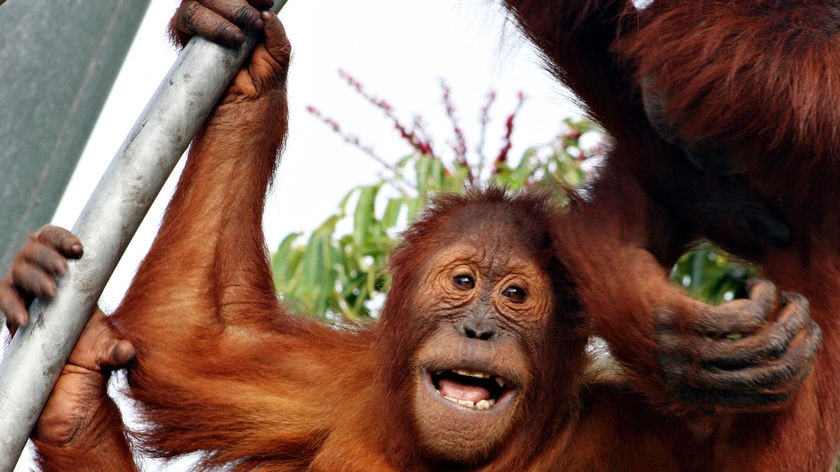 Semeru, a Sumatran orangutan at Perth zoo