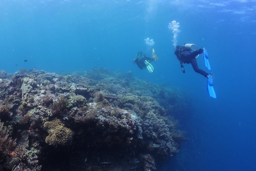 Divers pass a coral wall on the edge of a reef