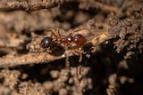 A close up of red ant in soil.