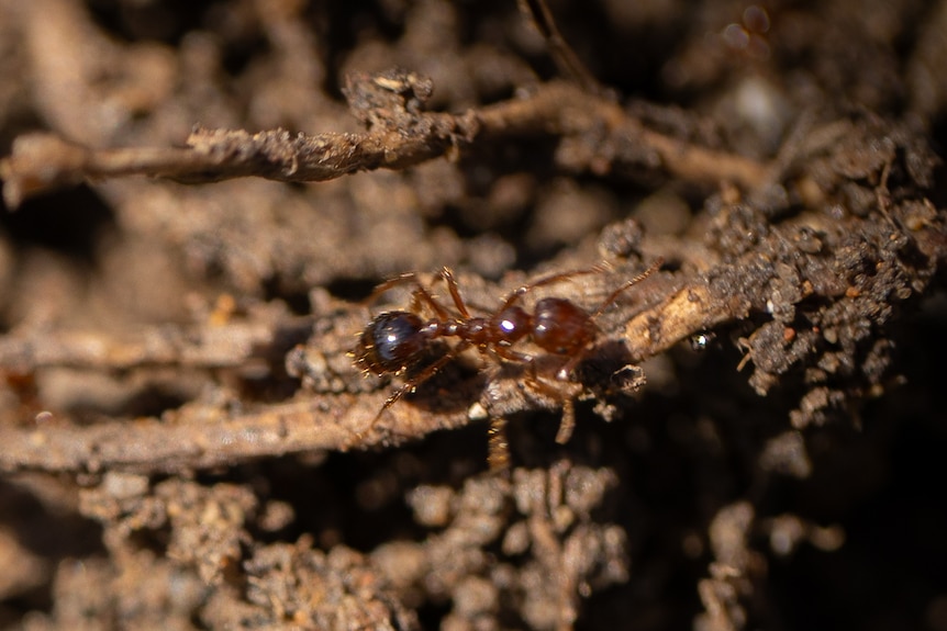 A red ant in soil