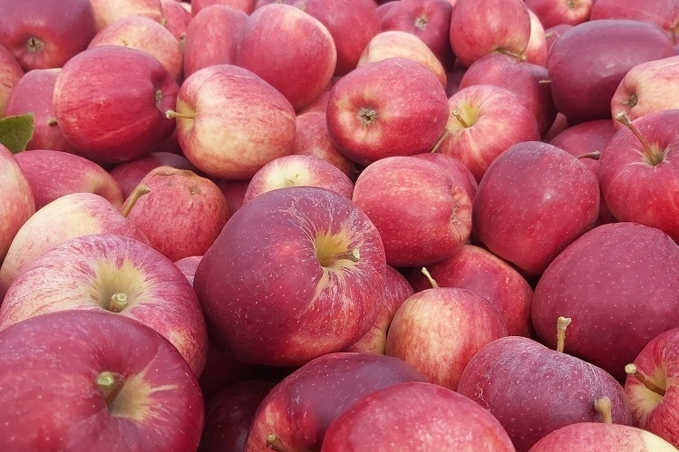 Boxes of freshly picked Tasmanian apples