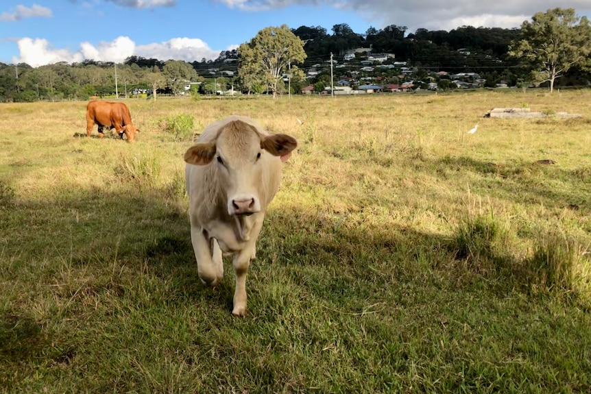 Cattle and land.