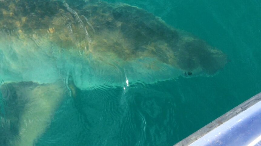 A shark swims close to a boat off the WA coast.