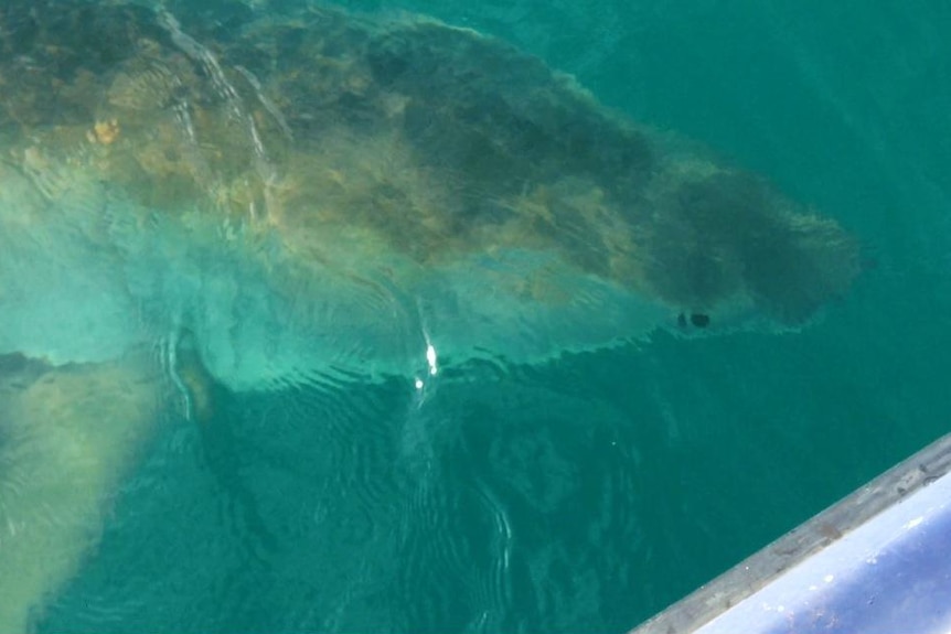 A shark swims close to a boat off the WA coast.