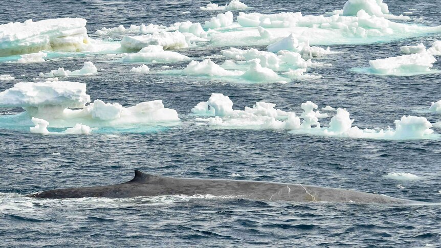 Blue whale swimming among icebergs