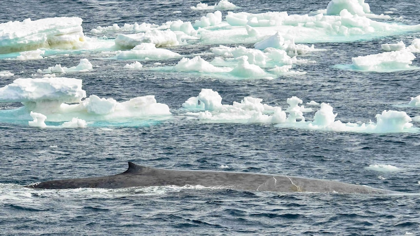 Blue whale swimming among icebergs