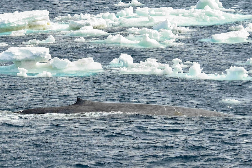 Blue whale swimming among icebergs