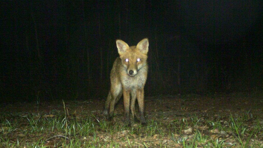 A fox captured on a Tweed Shire Council camera