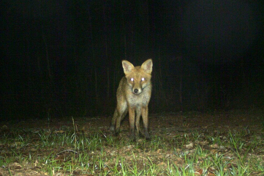 A fox captured on a Tweed Shire Council camera