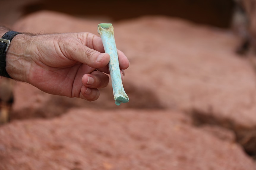 Mike Fawcett finds an animal bone in Hanrahan's Creek, stained from high levels of metals