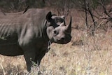 Black rhino