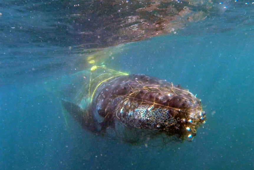 big whale in nets