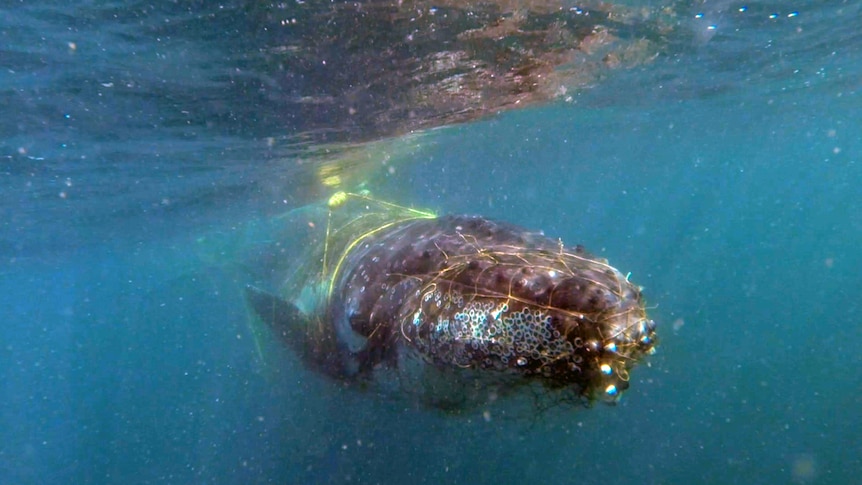 big whale in nets