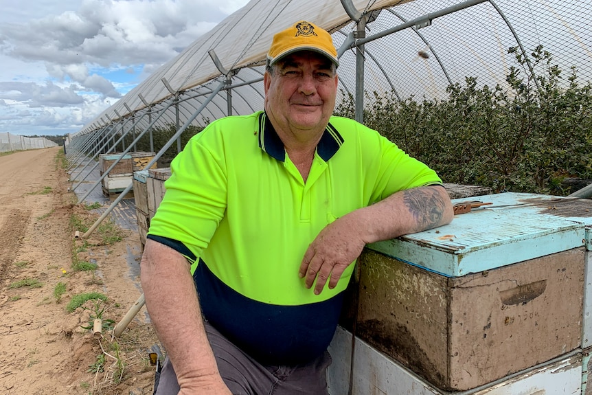 A man in a hi-vis yellow shirt leans on a bee hive in a blueberry orchard.