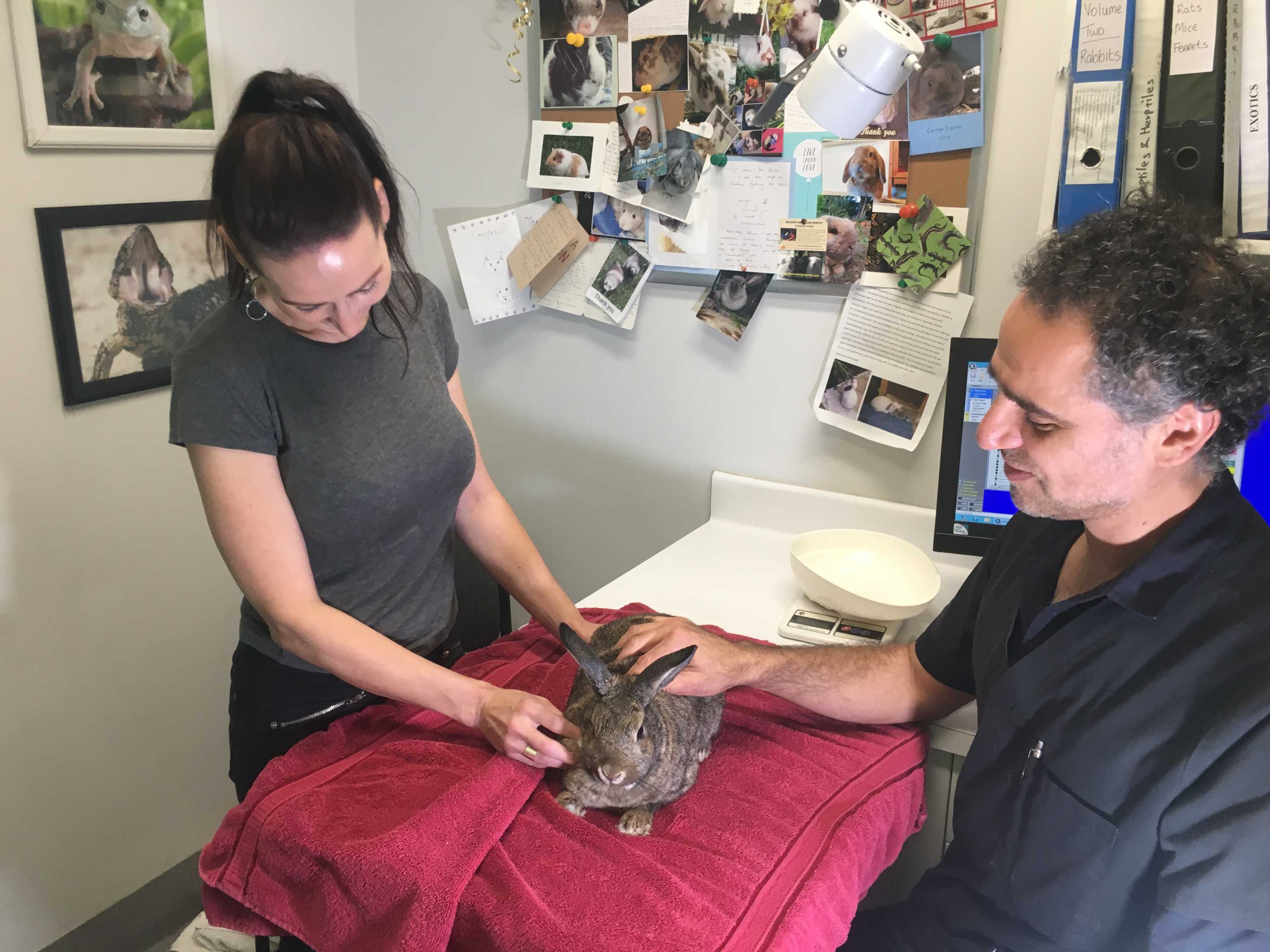 Sydney vets struggling to meet demand for calicivirus vaccine to ...