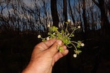 A hand holding a small plant with white flowers in bushland