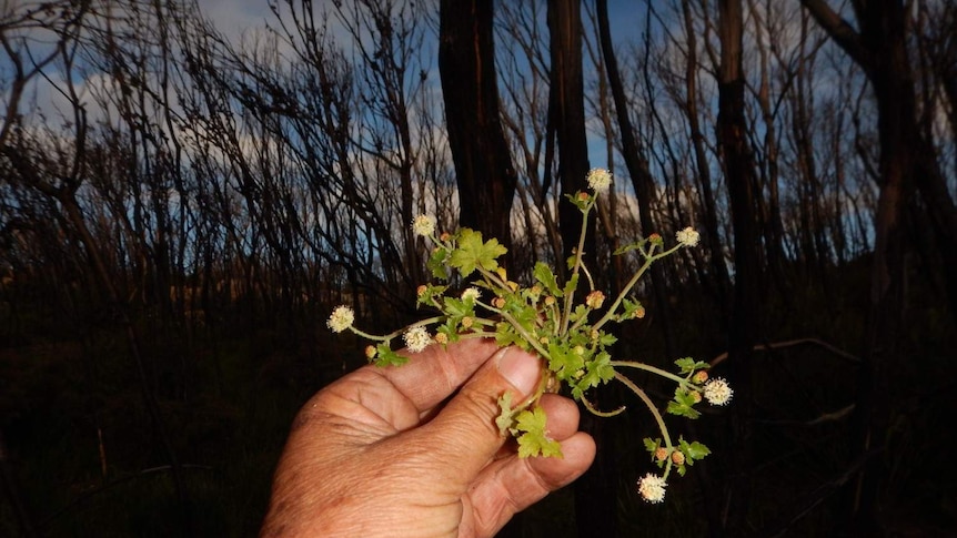 A hand holding a small plant with white flowers in bushland