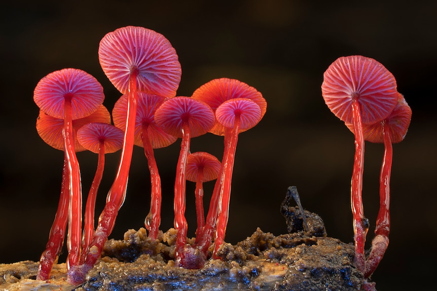 Red fungi with long stems.
